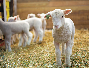 American Sheep Industry
