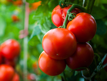 Florida Tomato Committee