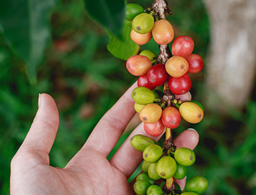 The Synergistic Hawaii Agriculture Council