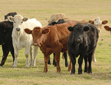 U.S. Livestock Genetics Export, Inc. 1
