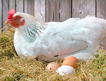 USA Poultry & Egg Export Council