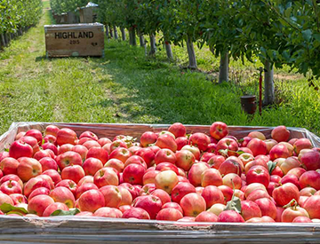 Washington Apple Commission