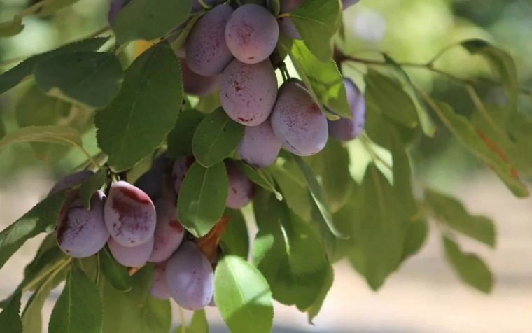 Significant Rise in California Prune Exports to Japan 3