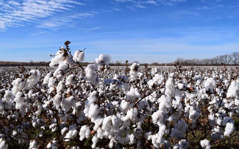 cotton field