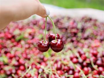 NW Cherry Growers/WA State Fruit Commission 3