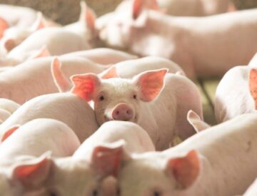 National Pork Producers Council 1