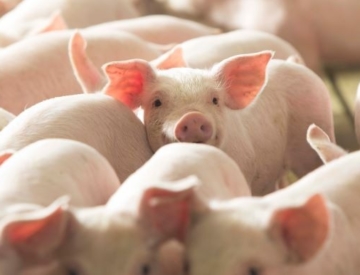 National Pork Producers Council 1