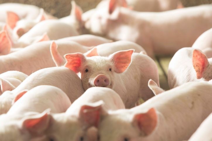 National Pork Producers Council 1