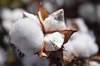 Cotton Buyers and Sellers Connect at Sustainability Sourcing Fairs 1