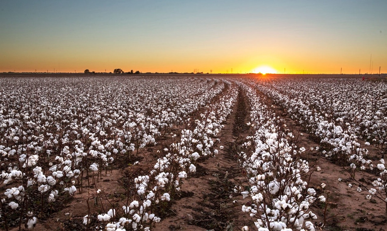 China Cotton Day 2024: Strengthening U.S.-China Trade Ties and a Global Commitment to Sustainability 1