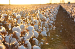 The 2024 COTTON USA™ Special Trade Mission Increases Collaboration Efforts Between the U.S. Cotton Industry and the Turkish Textile Industry