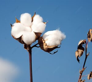 The 2024 COTTON USA™ Summit Strengthens Business Relationships and Leads to Expected Sales of $375 Million of U.S. Cotton 1