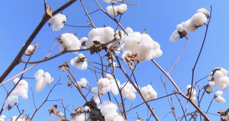 The 2024 COTTON USA™ Summit Strengthens Business Relationships and Leads to Expected Sales of $375 Million of U.S. Cotton